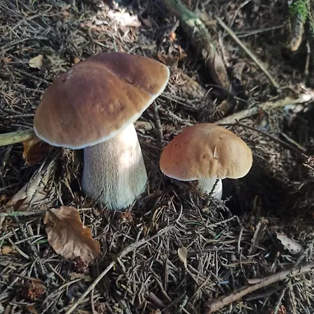 Maison d'hôtes синевирська перлина