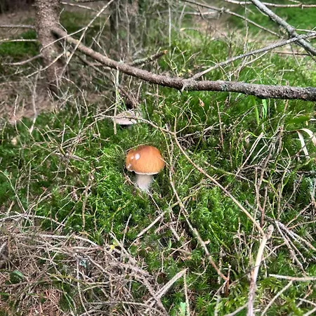 синевирська перлина 3*